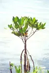 Red_mangrove_2